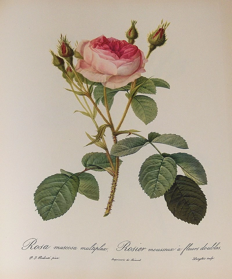 Rosa musoosa Multiplex